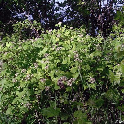 A dense thicket formed by Black Raspberry, which serves as a shelter for small animals.