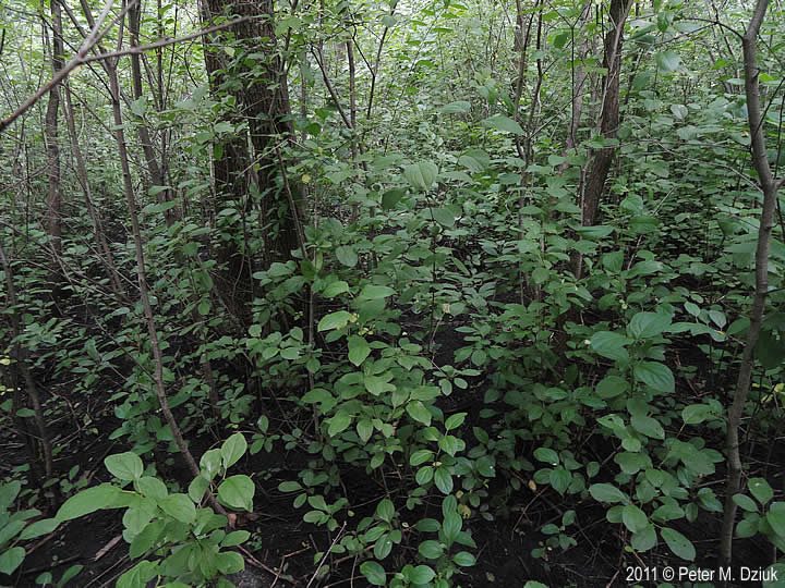 Image of A full grown buckthorn bush in the forest