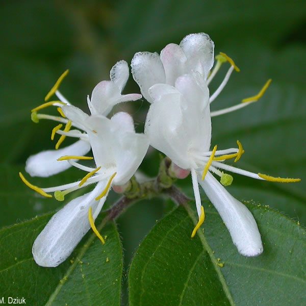 Amur Honeysuckle Lonicera Maackii Cowling Arboretum Carleton College