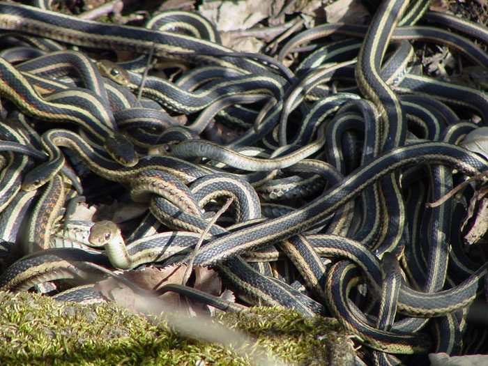 Garter snake mating in early spring – Cowling Arboretum – Carleton College