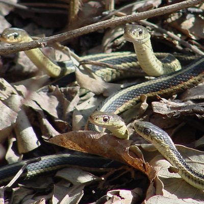 Amphibians and Reptiles – Cowling Arboretum – Carleton College