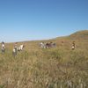 Seed collecting at McKnight Prairie