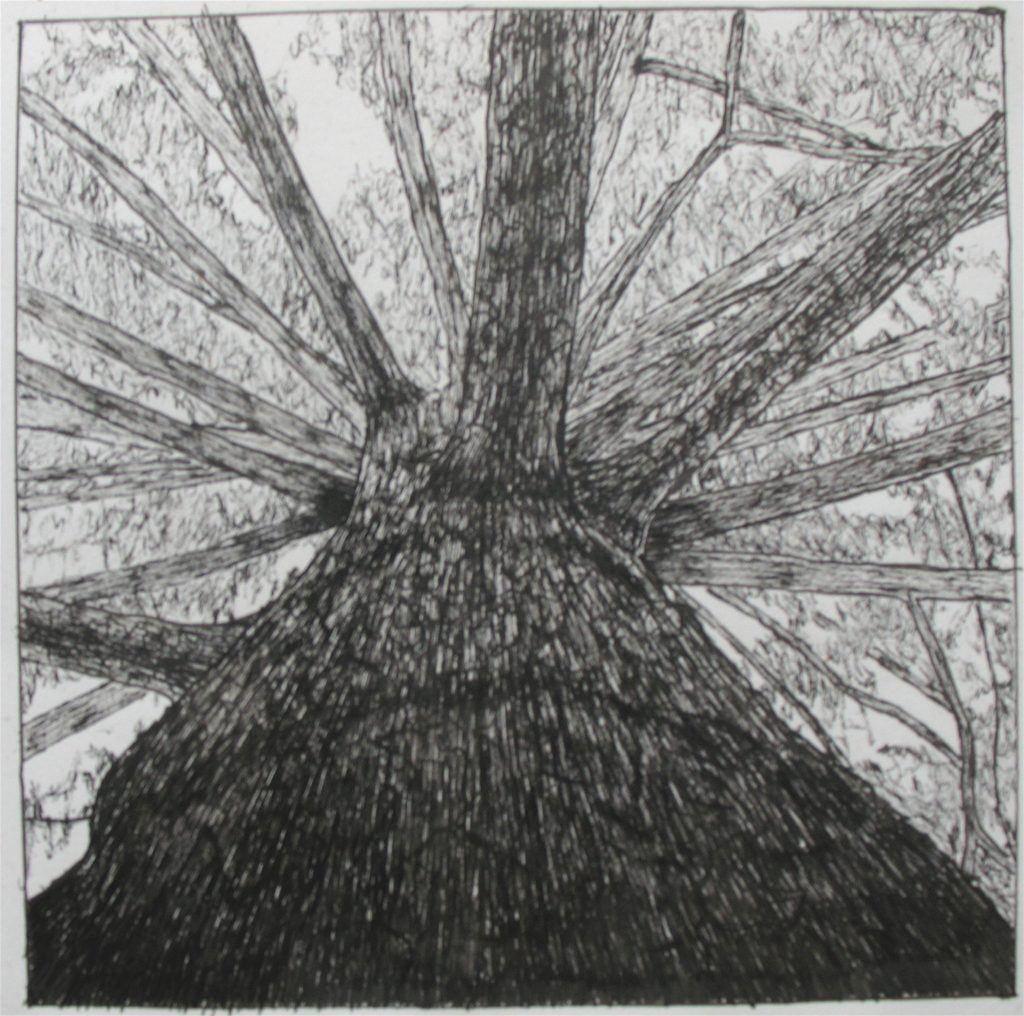 Pen study of tree by Mark Luterra '07