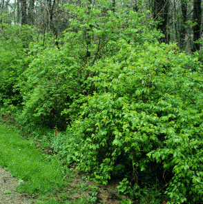Bush Honeysuckles have taken over the lower canopy of this woodland.