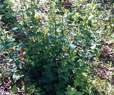 Bush honeysuckles with resprouts.