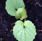 First-year garlic mustard plant. Leaves become more pointed as plant grows.