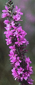 Purple Loosestrife Flower