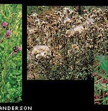 Identification of Canadian Thistle. The middle picture shows tufted-out canadian thistle seeds in the middle of dispersal.