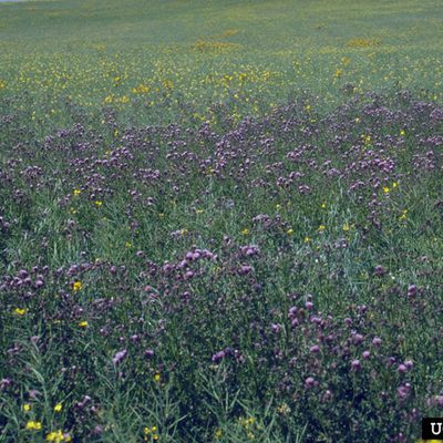 A medium intensity Canadian Thistle patch.