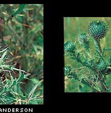 Bull thistle flowers, open and unopen.