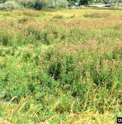 Canada thistle infestation. The side view shows the thickness of the thistle growing in this patch, there are no other plant species here.