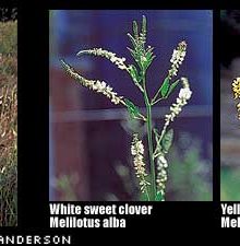 White and yellow sweet clover identification.