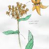 Butterfly Weed by Sean Dickson '08.