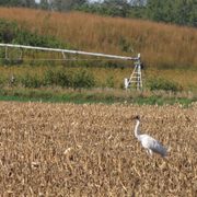 Whooping Cranes across from McKnight Prairie