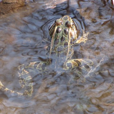 A leopard frog in Spring Creek.