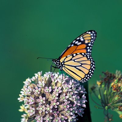 A monarch butterfly on a cluster of milkweed flowers. Photo by Thomas Barnes.