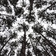 Looking up in the Arb.