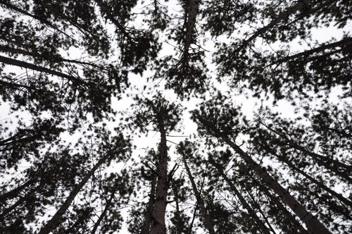 Pine Trees