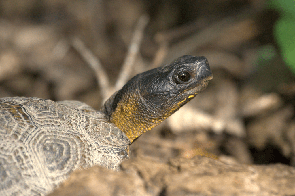 Wood Turtle