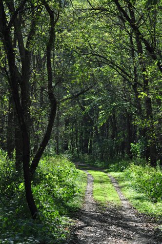 Fall Trail