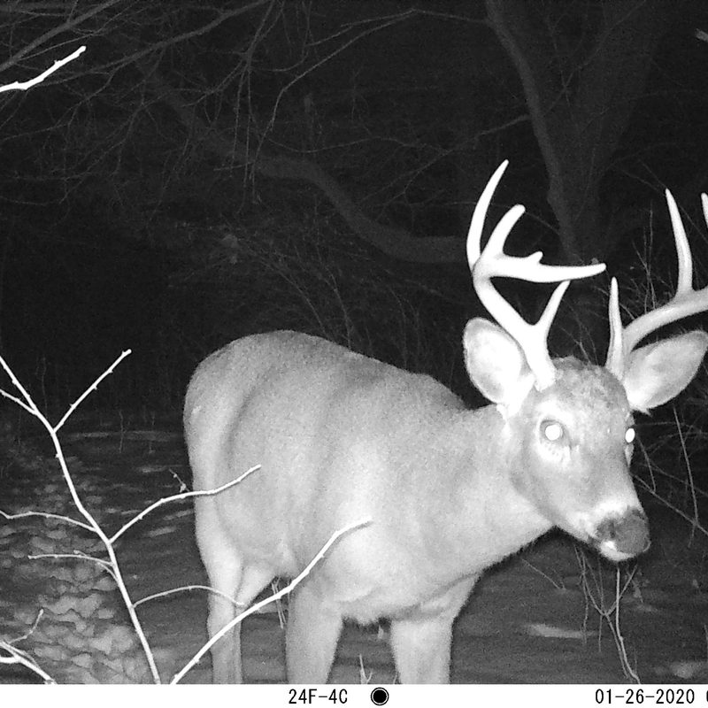 buck camera