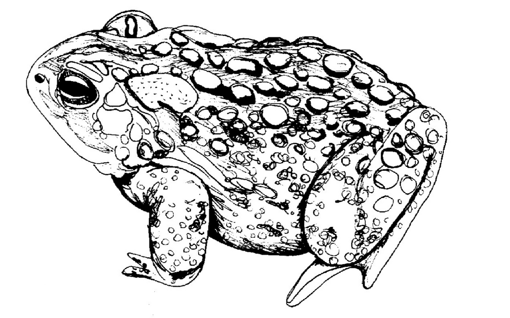 American Toad
