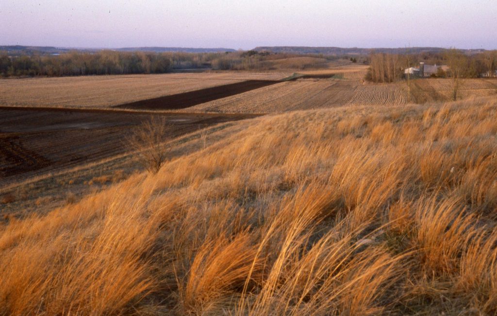 McKnight Prairie, 1980