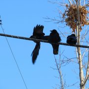 Crows on a telephone wire.