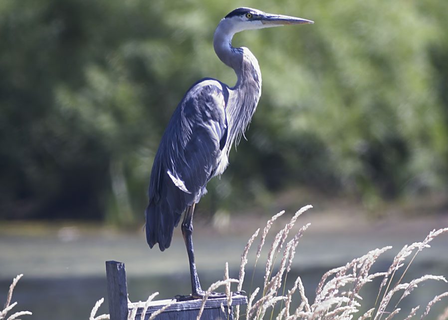 Great Blue Heron