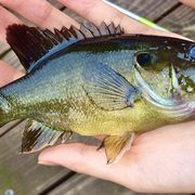 Green Sunfish from Lyman Lakes
