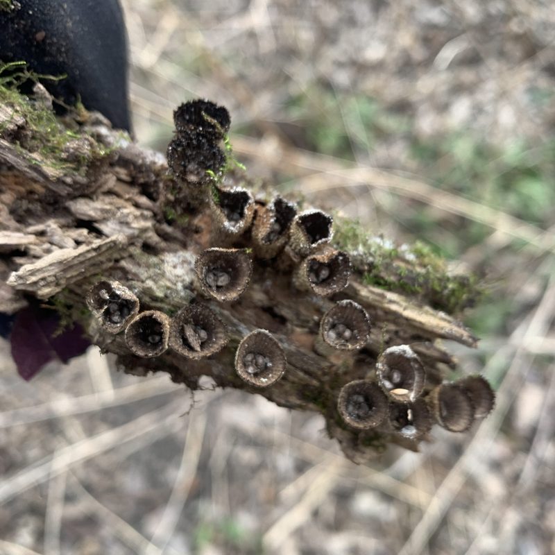 Fascinating and Fluted Bird’s Nest Fungi in the Arb Cowling