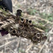 A view from above of the cuplike Fluted Bird’s Nest fungus in the Lower Arb (April 2022)