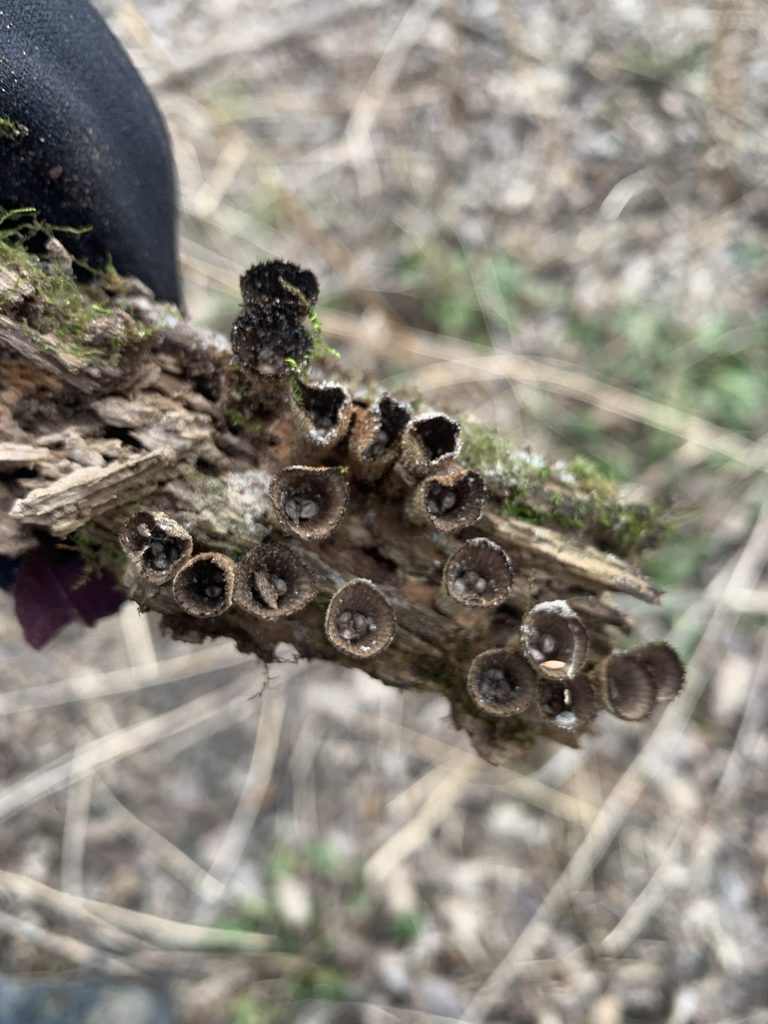 A view from above of the cuplike Fluted Bird’s Nest fungus in the Lower Arb (April 2022)