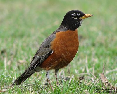 Robin Photo