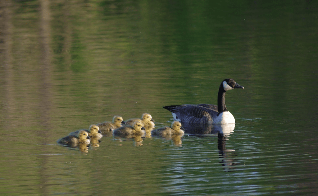 Goslings with a parent hanging out on Lyman Lakes