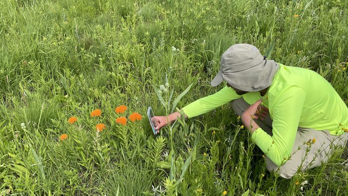 A man in neon green hunched over in a field, photographing a butterfly.