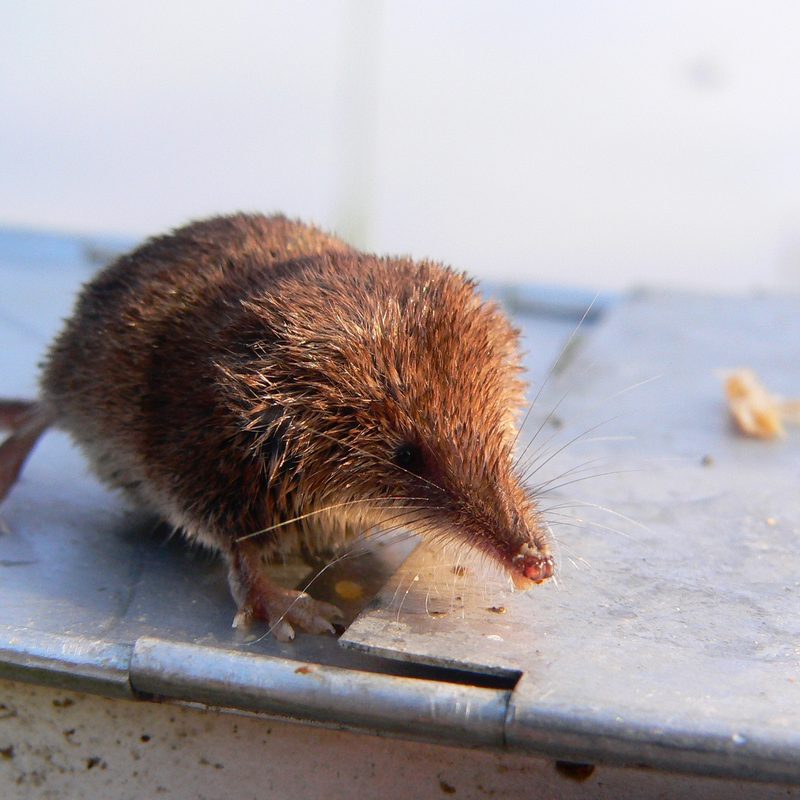 Confusing Names Cowling Arboretum Carleton College