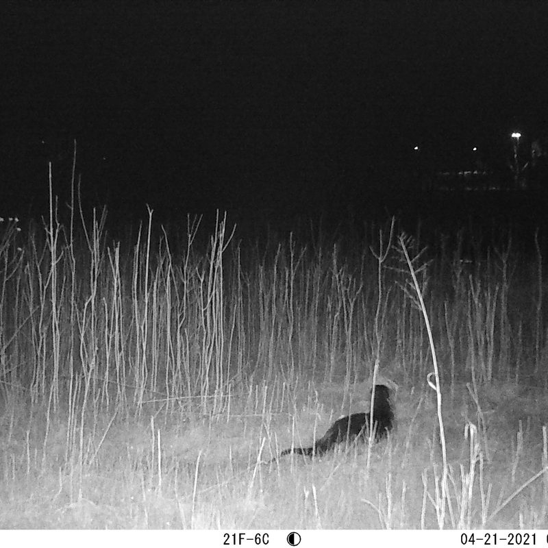 Otter Encounter Cowling Arboretum Carleton College