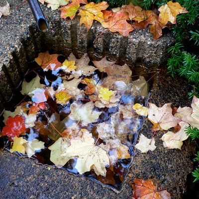 Autumn Leaves in the Japanese Garden