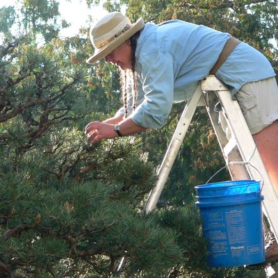 Pruning Trees in the Japanese Garden