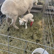 Mother and Baby Sheep at Sharing Our Roots Farm