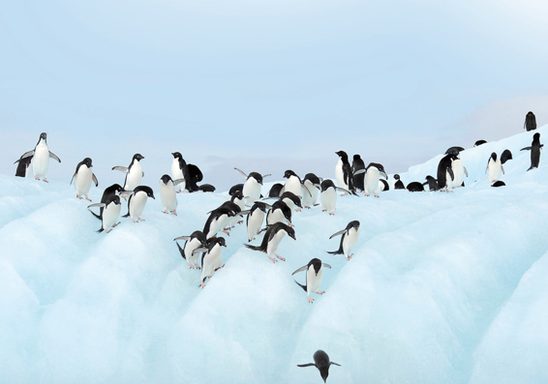 Antarctic penguins