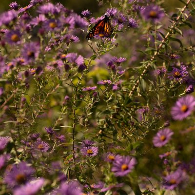 Close up of orange and black butterflies on purple flowers in a field