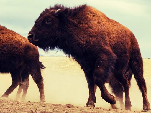 Two bison with golden brown fur stampeding towards the camera