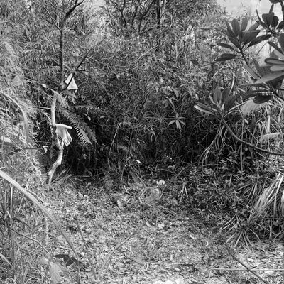 Black and white photo of a resting space surrounded by bushes and trees, a pair of gloves hang on a tree branch on the left.]
