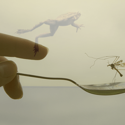 Hand holds a metal spoon carrying a beige crane-fly while a pale frog is suspended above.