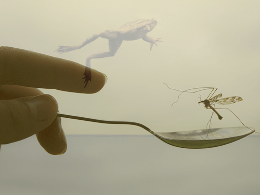 Hand holds a metal spoon carrying a beige crane-fly while a pale frog is suspended above.