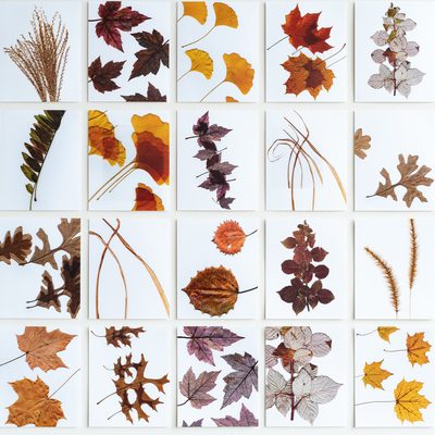 A photograph of the 20 autumn leaf portraits in the installation titled “Impressions”