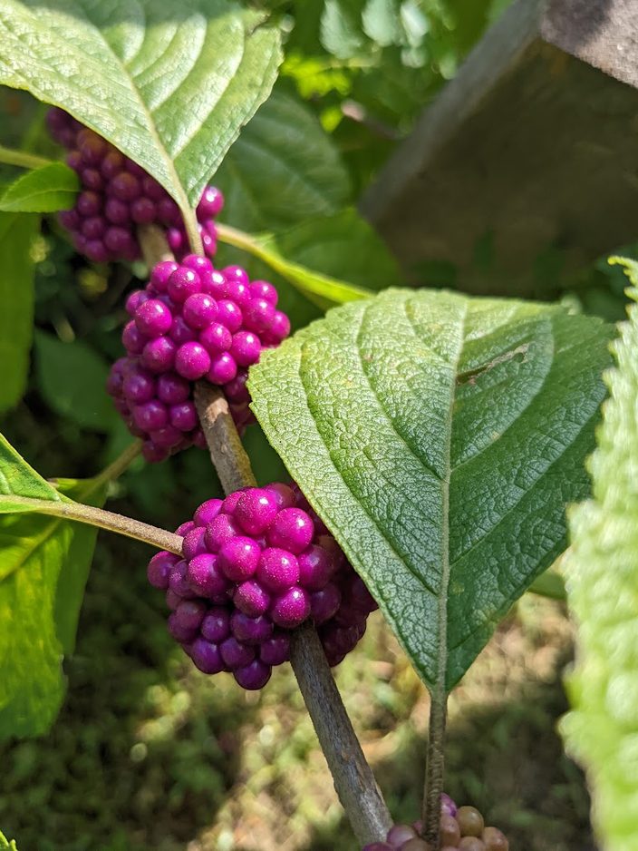 pink fruit