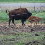 Big Woods Bison Farm
